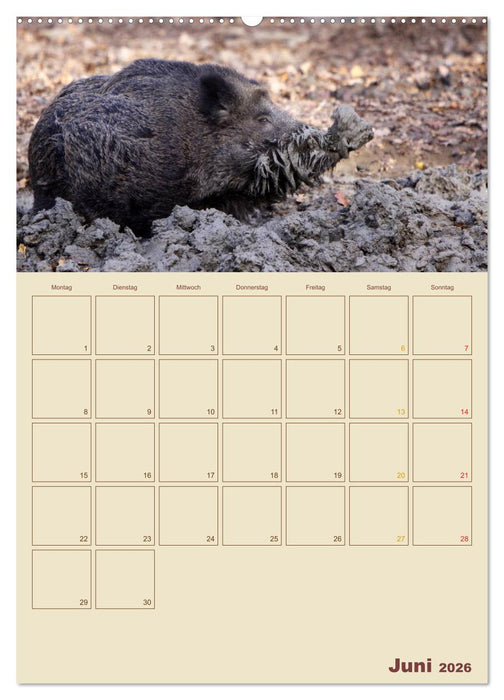Wildschweine (CALVENDO Wandkalender 2026)