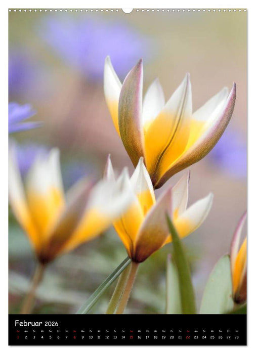 NATUR PUR Blütenträume (CALVENDO Wandkalender 2026)