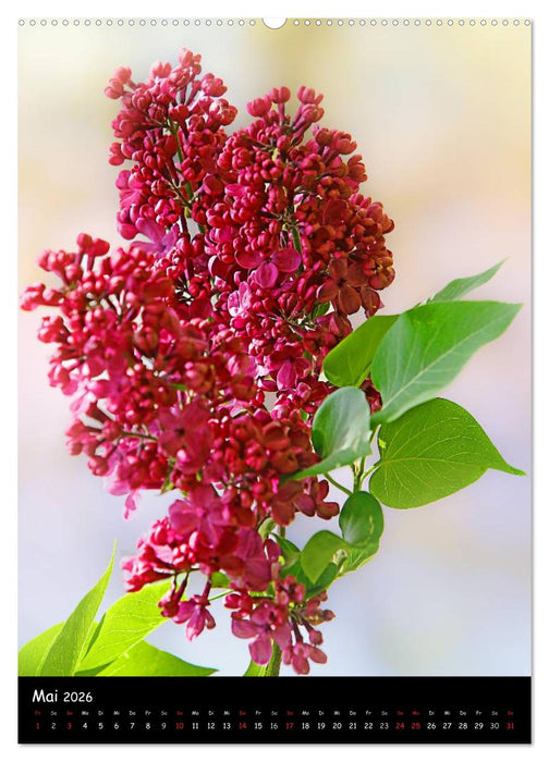 NATUR PUR Blütenträume (CALVENDO Wandkalender 2026)