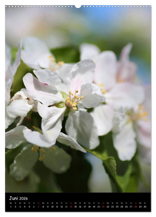 NATUR PUR Blütenträume (CALVENDO Wandkalender 2026)