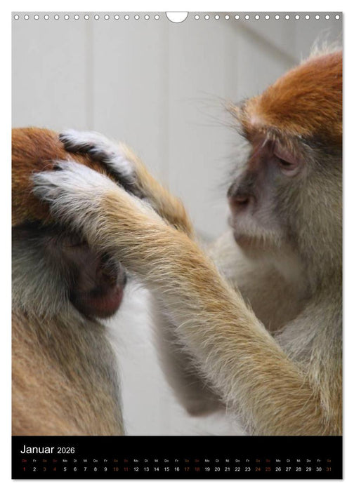 Zootiere (CALVENDO Wandkalender 2026)