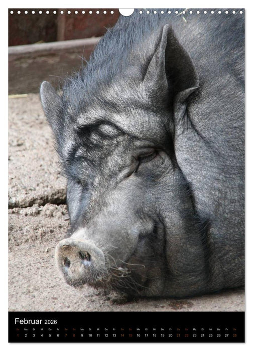 Zootiere (CALVENDO Wandkalender 2026)