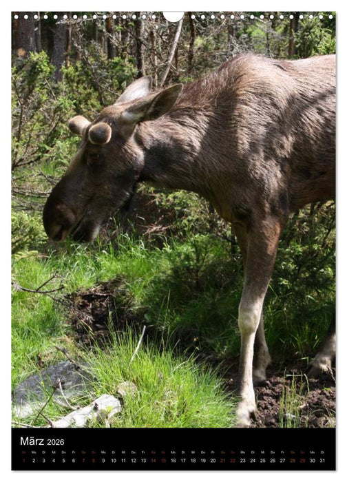 Zootiere (CALVENDO Wandkalender 2026)