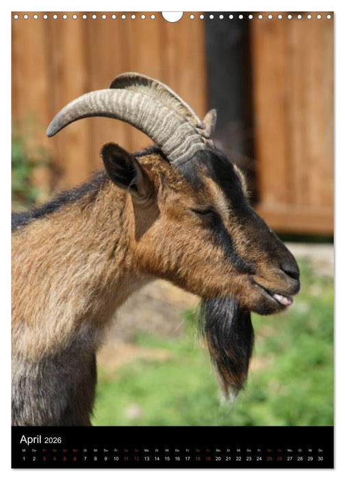 Zootiere (CALVENDO Wandkalender 2026)