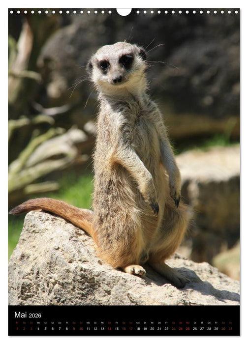 Zootiere (CALVENDO Wandkalender 2026)