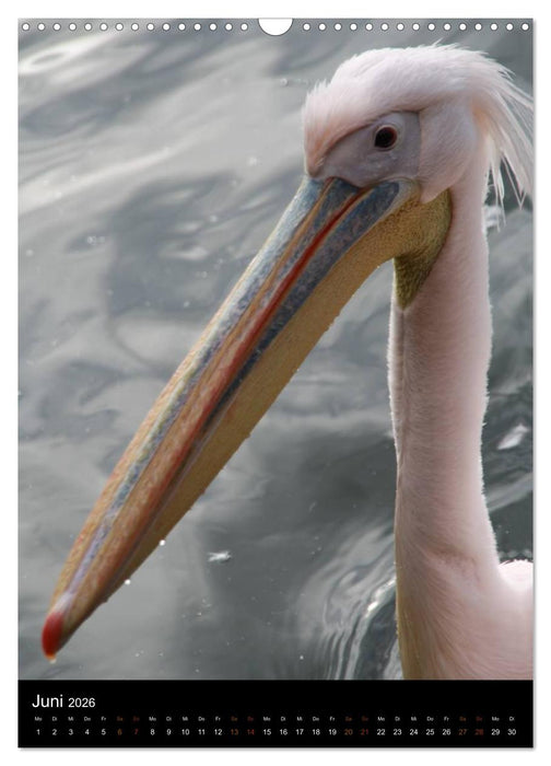 Zootiere (CALVENDO Wandkalender 2026)