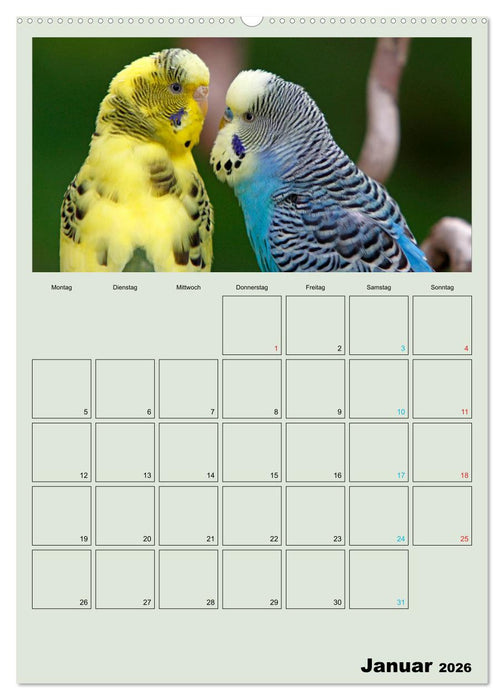Wellensittiche Terminplaner (CALVENDO Wandkalender 2026)