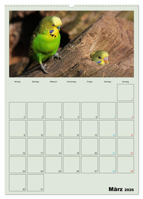 Wellensittiche Terminplaner (CALVENDO Wandkalender 2026)