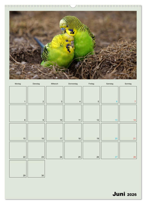 Wellensittiche Terminplaner (CALVENDO Wandkalender 2026)