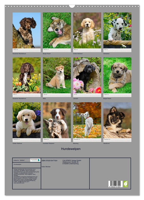 Hundewelpen (CALVENDO Wandkalender 2026)