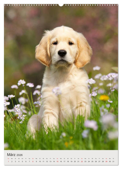 Hundewelpen (CALVENDO Wandkalender 2026)