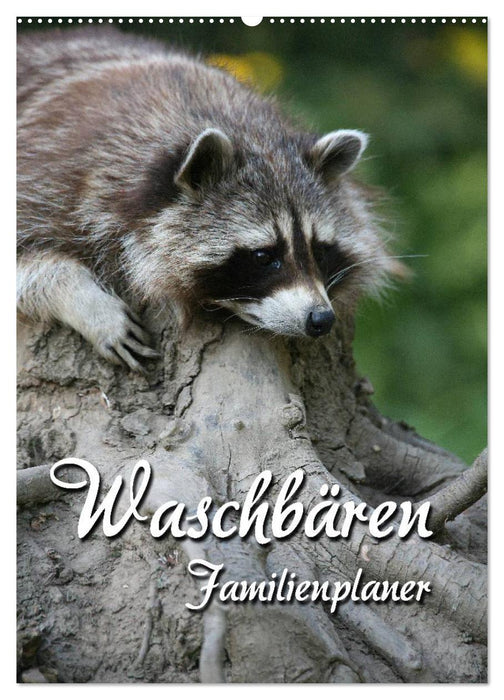 Waschbären Familienplaner (CALVENDO Wandkalender 2026)