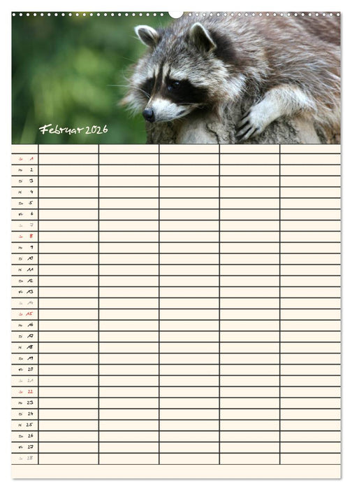 Waschbären Familienplaner (CALVENDO Wandkalender 2026)