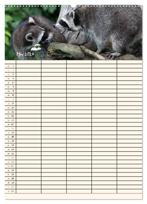 Waschbären Familienplaner (CALVENDO Wandkalender 2026)
