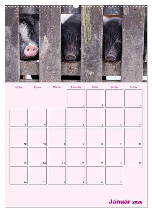 Schweinischer Terminplaner (CALVENDO Wandkalender 2026)