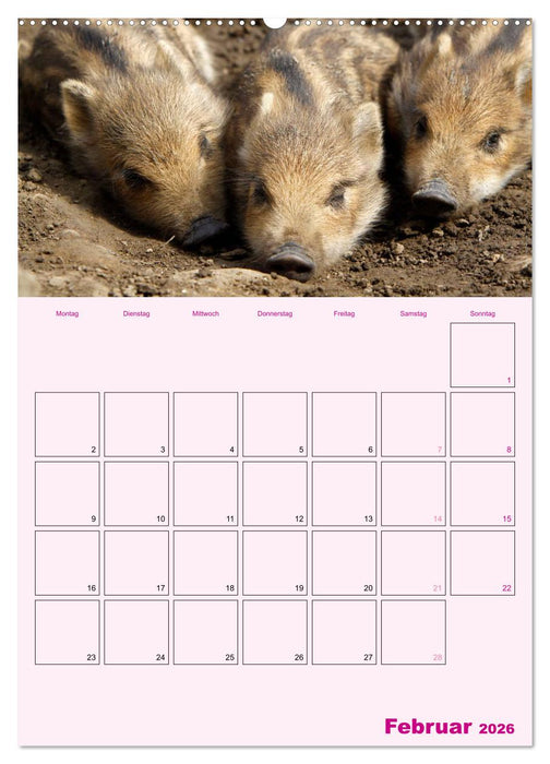 Schweinischer Terminplaner (CALVENDO Wandkalender 2026)