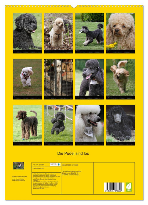 Die Pudel sind los (CALVENDO Premium Wandkalender 2026)