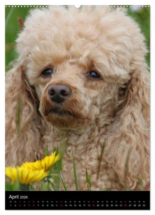 Die Pudel sind los (CALVENDO Premium Wandkalender 2026)