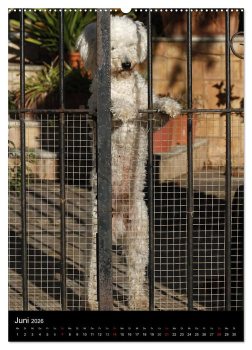 Die Pudel sind los (CALVENDO Premium Wandkalender 2026)