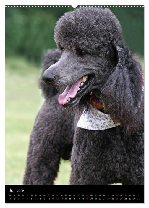 Die Pudel sind los (CALVENDO Premium Wandkalender 2026)