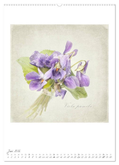 Flower Dreams (CALVENDO Premium Wandkalender 2026)