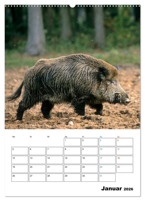 Schweine 2026 (CALVENDO Wandkalender 2026)