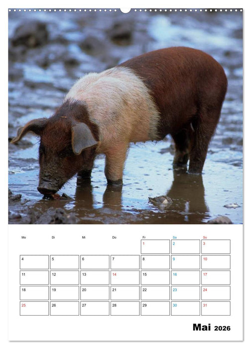 Schweine 2026 (CALVENDO Wandkalender 2026)