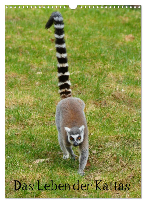 Das Leben der Kattas (CALVENDO Wandkalender 2026)