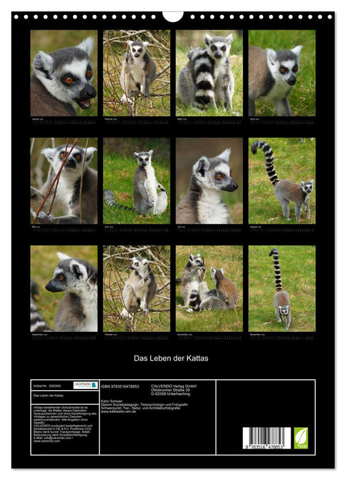 Das Leben der Kattas (CALVENDO Wandkalender 2026)
