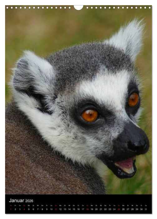 Das Leben der Kattas (CALVENDO Wandkalender 2026)