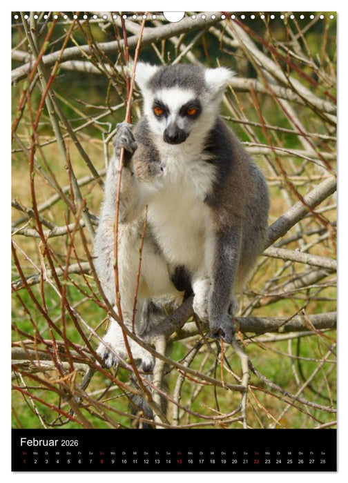 Das Leben der Kattas (CALVENDO Wandkalender 2026)