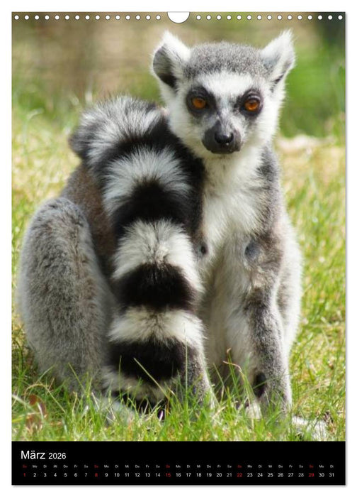 Das Leben der Kattas (CALVENDO Wandkalender 2026)