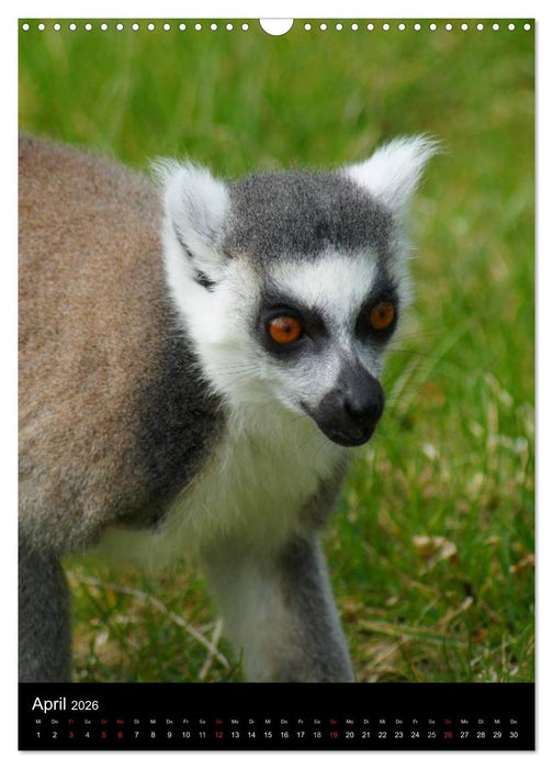 Das Leben der Kattas (CALVENDO Wandkalender 2026)