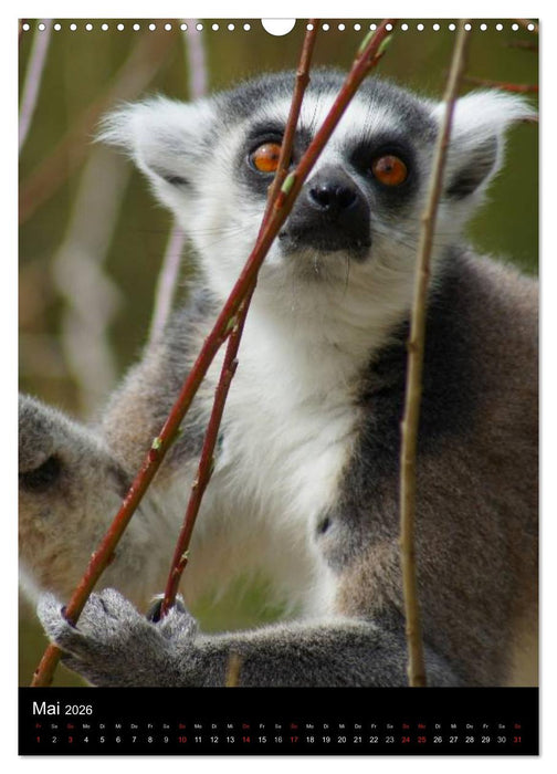 Das Leben der Kattas (CALVENDO Wandkalender 2026)