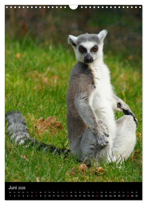 Das Leben der Kattas (CALVENDO Wandkalender 2026)