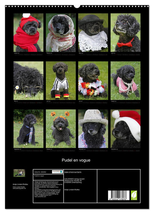 Pudel en vogue (CALVENDO Premium Wandkalender 2026)
