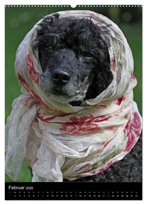 Pudel en vogue (CALVENDO Premium Wandkalender 2026)