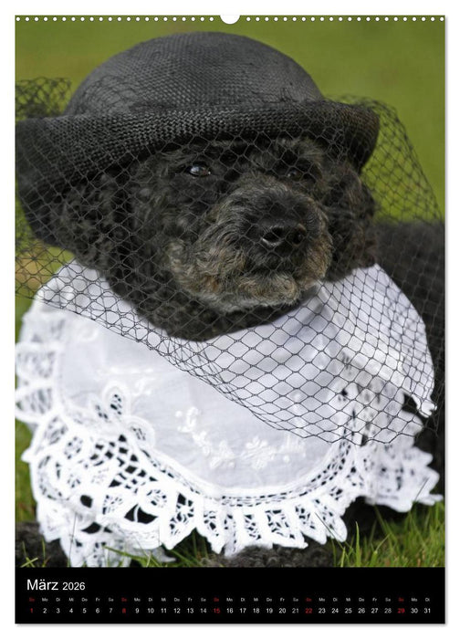 Pudel en vogue (CALVENDO Premium Wandkalender 2026)