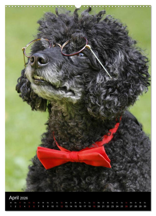 Pudel en vogue (CALVENDO Premium Wandkalender 2026)
