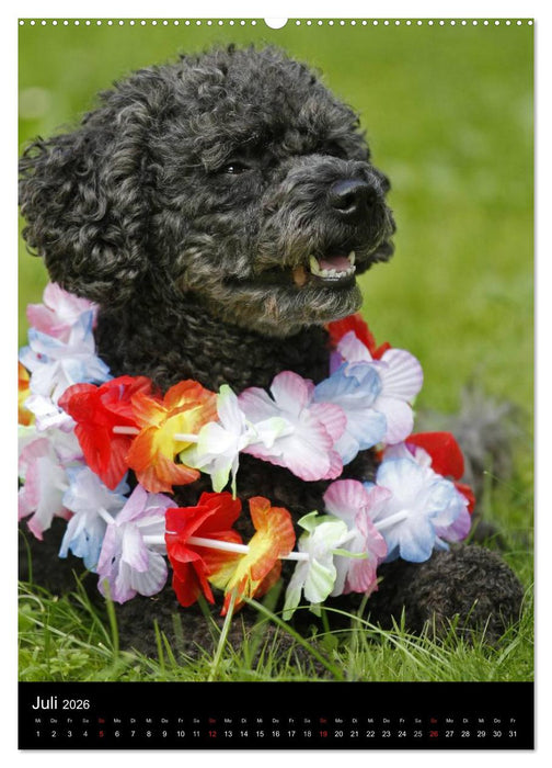 Pudel en vogue (CALVENDO Premium Wandkalender 2026)