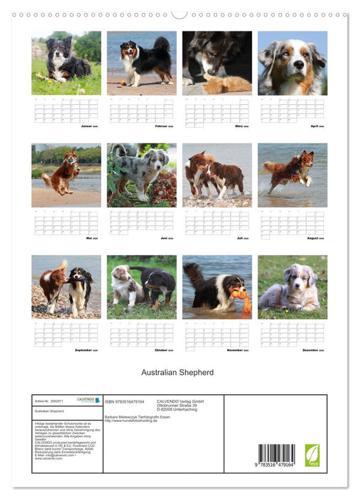 Australian Shepherd (CALVENDO Premium Wandkalender 2026)