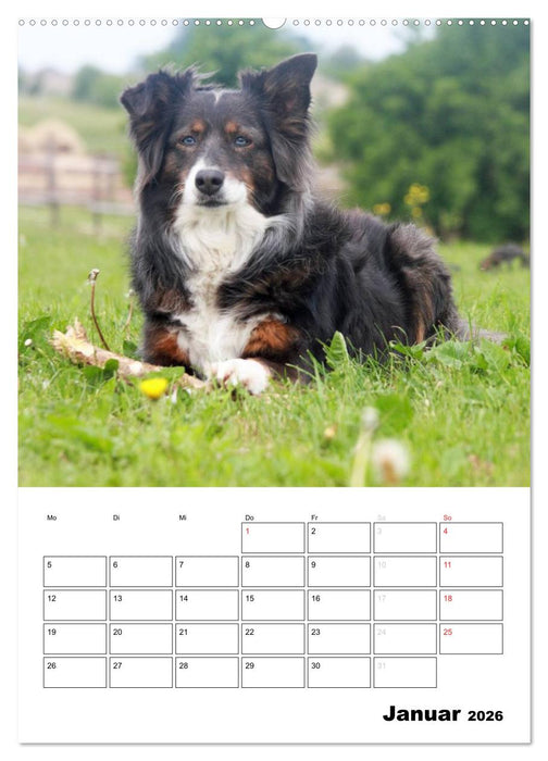 Australian Shepherd (CALVENDO Premium Wandkalender 2026)