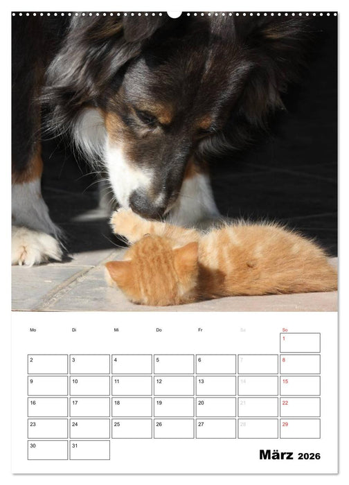 Australian Shepherd (CALVENDO Premium Wandkalender 2026)