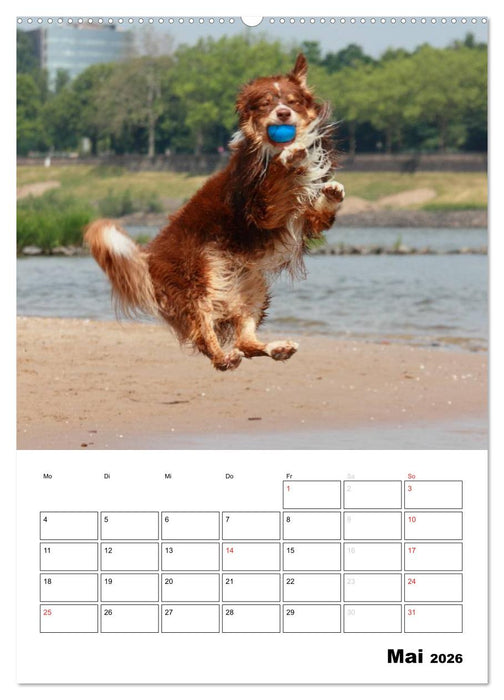 Australian Shepherd (CALVENDO Premium Wandkalender 2026)