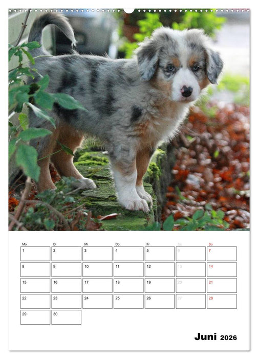 Australian Shepherd (CALVENDO Premium Wandkalender 2026)
