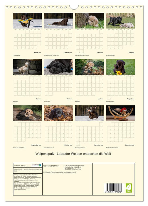 Welpenspaß - Labrador Welpen entdecken die Welt (CALVENDO Wandkalender 2026)