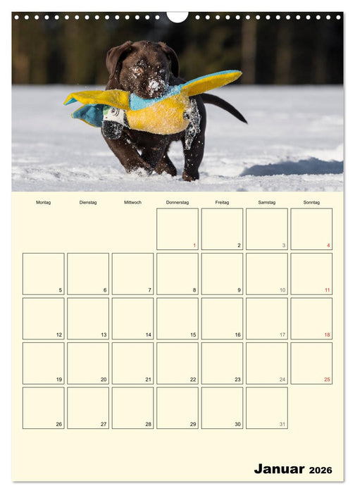 Welpenspaß - Labrador Welpen entdecken die Welt (CALVENDO Wandkalender 2026)