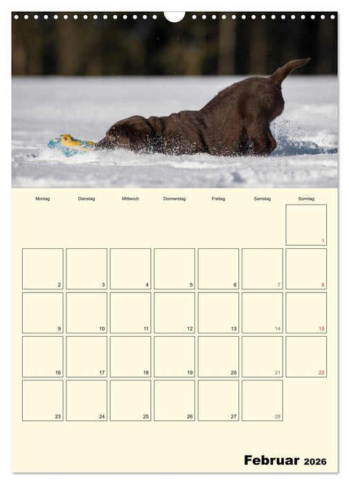 Welpenspaß - Labrador Welpen entdecken die Welt (CALVENDO Wandkalender 2026)