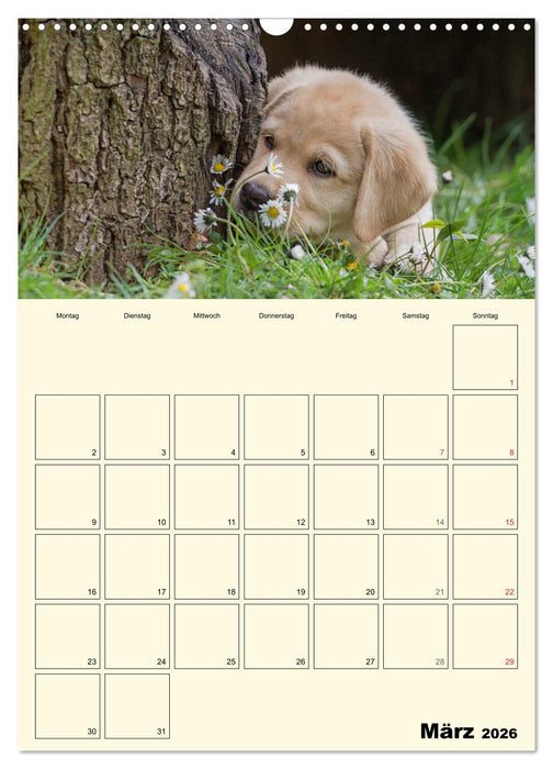 Welpenspaß - Labrador Welpen entdecken die Welt (CALVENDO Wandkalender 2026)
