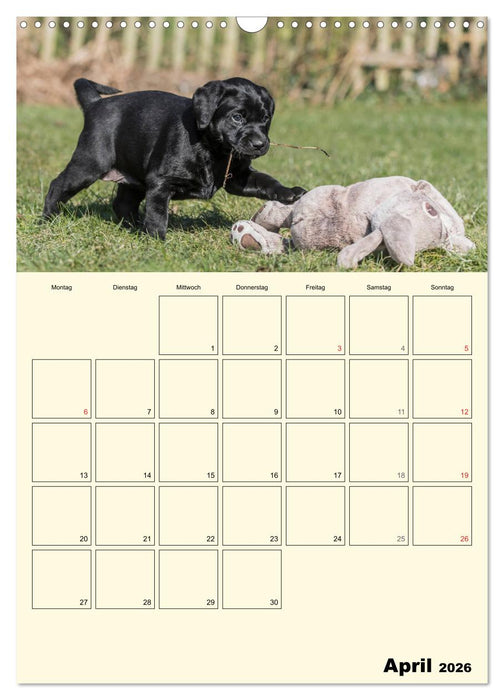 Welpenspaß - Labrador Welpen entdecken die Welt (CALVENDO Wandkalender 2026)
